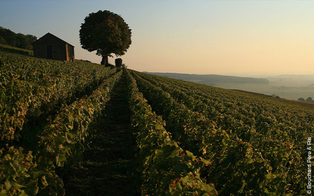 Burgundy wines